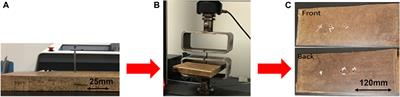 Bamboo fiber reinforced polypropylene composites for transportation applications